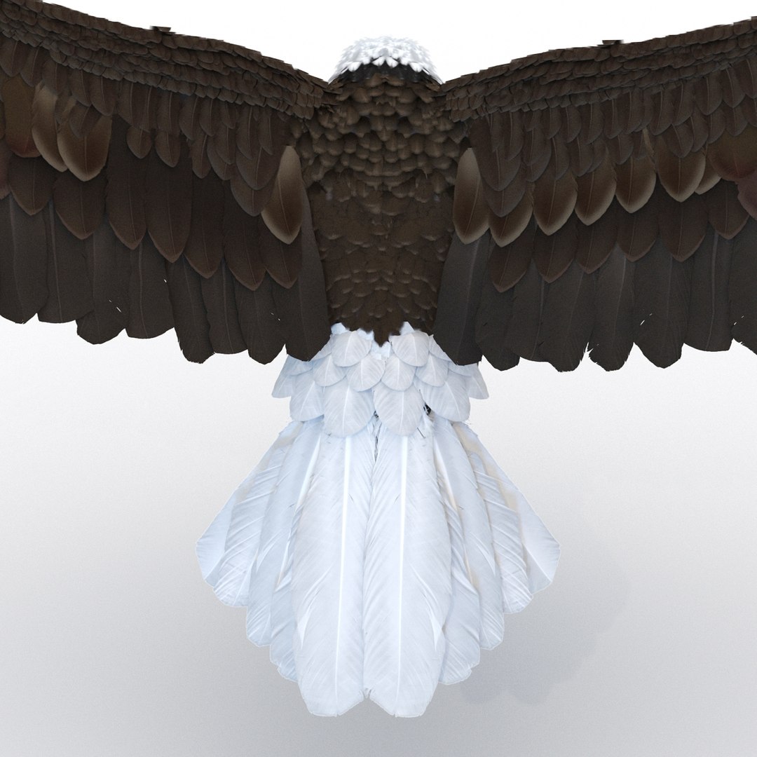 bald eagle pose 2 3d max https://p.turbosquid.com/ts-thumb/9e/dU9jtf/bVWaMbo6/baldleagle3dsmodel16/jpg/1446809465/1920x1080/fit_q87/111d695e1039c43812af029db745a0f54d010d79/baldleagle3dsmodel16.jpg