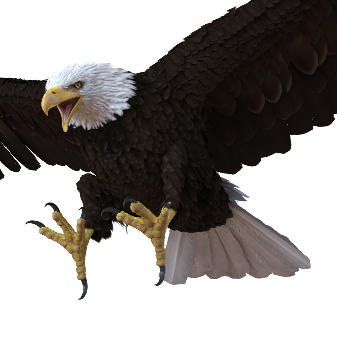 bald eagle pose 2 3d max https://p.turbosquid.com/ts-thumb/9e/dU9jtf/cQd3fOlo/baldleagle3dsmodel10/jpg/1446809465/1920x1080/fit_q87/db79c24ede30ce9ebf213757d8cc90e7c7755d98/baldleagle3dsmodel10.jpg