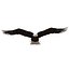 Bald Eagle Pose 2
