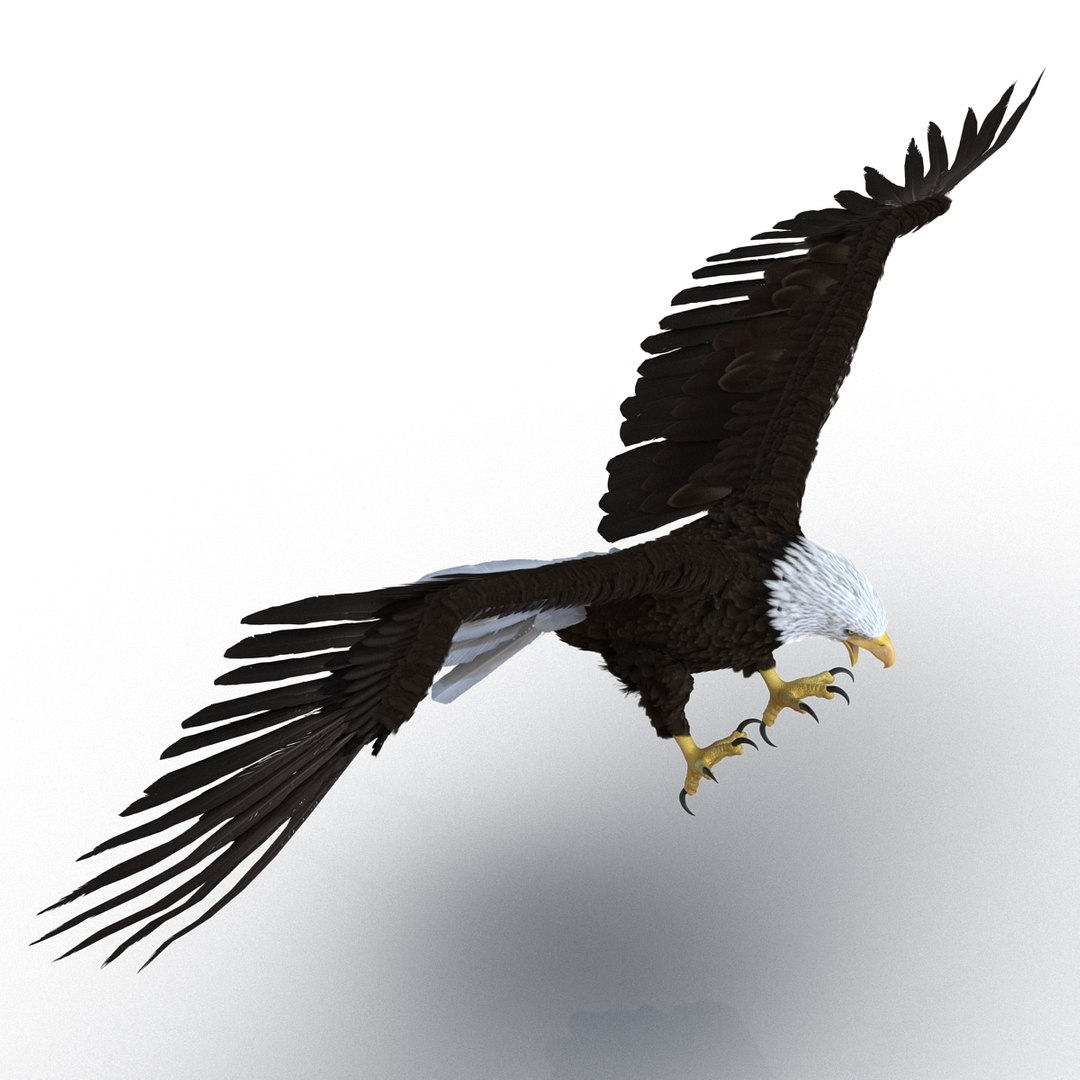 bald eagle pose 2 3d max https://p.turbosquid.com/ts-thumb/9e/dU9jtf/tI5aSwnJ/baldleagle3dsmodel03/jpg/1446809464/1920x1080/fit_q87/6bb1b0925183f2b34b4f88fb4cdfd670bd777ff8/baldleagle3dsmodel03.jpg