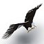 Bald Eagle Pose 2