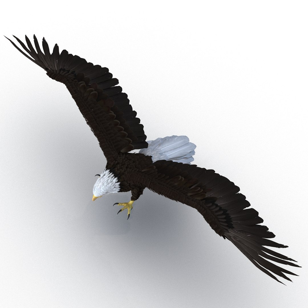 bald eagle pose 2 3d max https://p.turbosquid.com/ts-thumb/9e/dU9jtf/tLVjBEaO/baldleagle3dsmodel04/jpg/1446809464/1920x1080/fit_q87/d7501cdfe39abf6610b1deb73b955235c1a9be9b/baldleagle3dsmodel04.jpg
