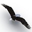 Bald Eagle Pose 2
