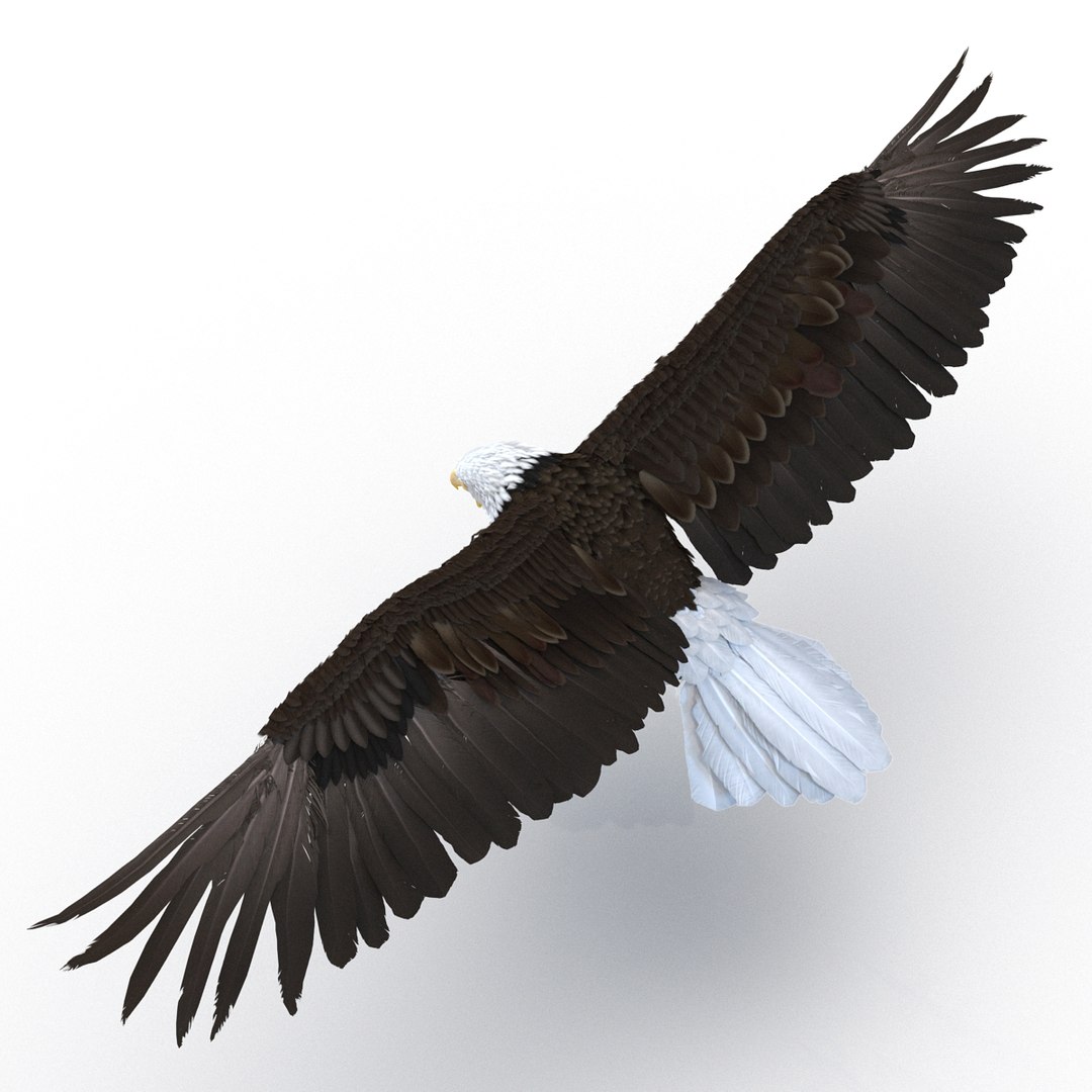 bald eagle pose 2 3d max https://p.turbosquid.com/ts-thumb/9e/dU9jtf/w0uBkPjc/baldleagle3dsmodel05/jpg/1446809464/1920x1080/fit_q87/e63518be15b82d3ae423460cadde0f017e303b66/baldleagle3dsmodel05.jpg