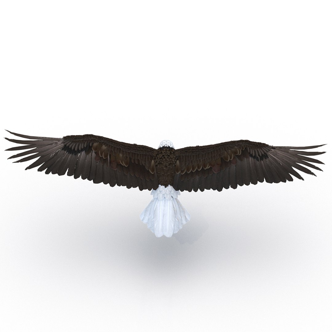 bald eagle pose 2 3d max https://p.turbosquid.com/ts-thumb/9e/dU9jtf/xTZG5ROW/baldleagle3dsmodel07/jpg/1446809464/1920x1080/fit_q87/3eea29ee3ccc3af1d6e305e941b388084a81b971/baldleagle3dsmodel07.jpg