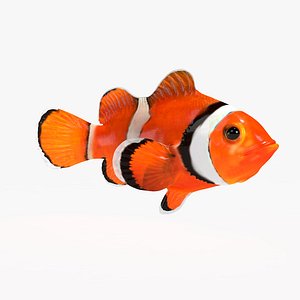 ClownFish Low Poly Rig Animation