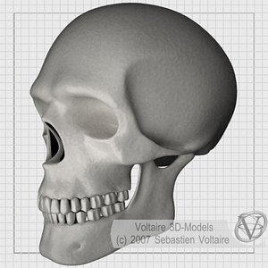 Human Skull
