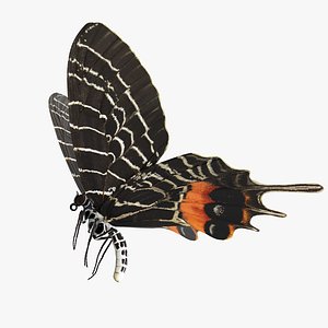 bhutanitis lidderdalii glory butterfly 3D model