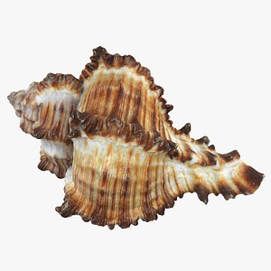 Murex Zebra