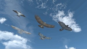 vr soaring birds - 3D model