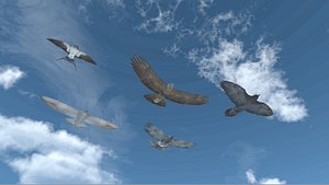 Soaring birds - animals for environment