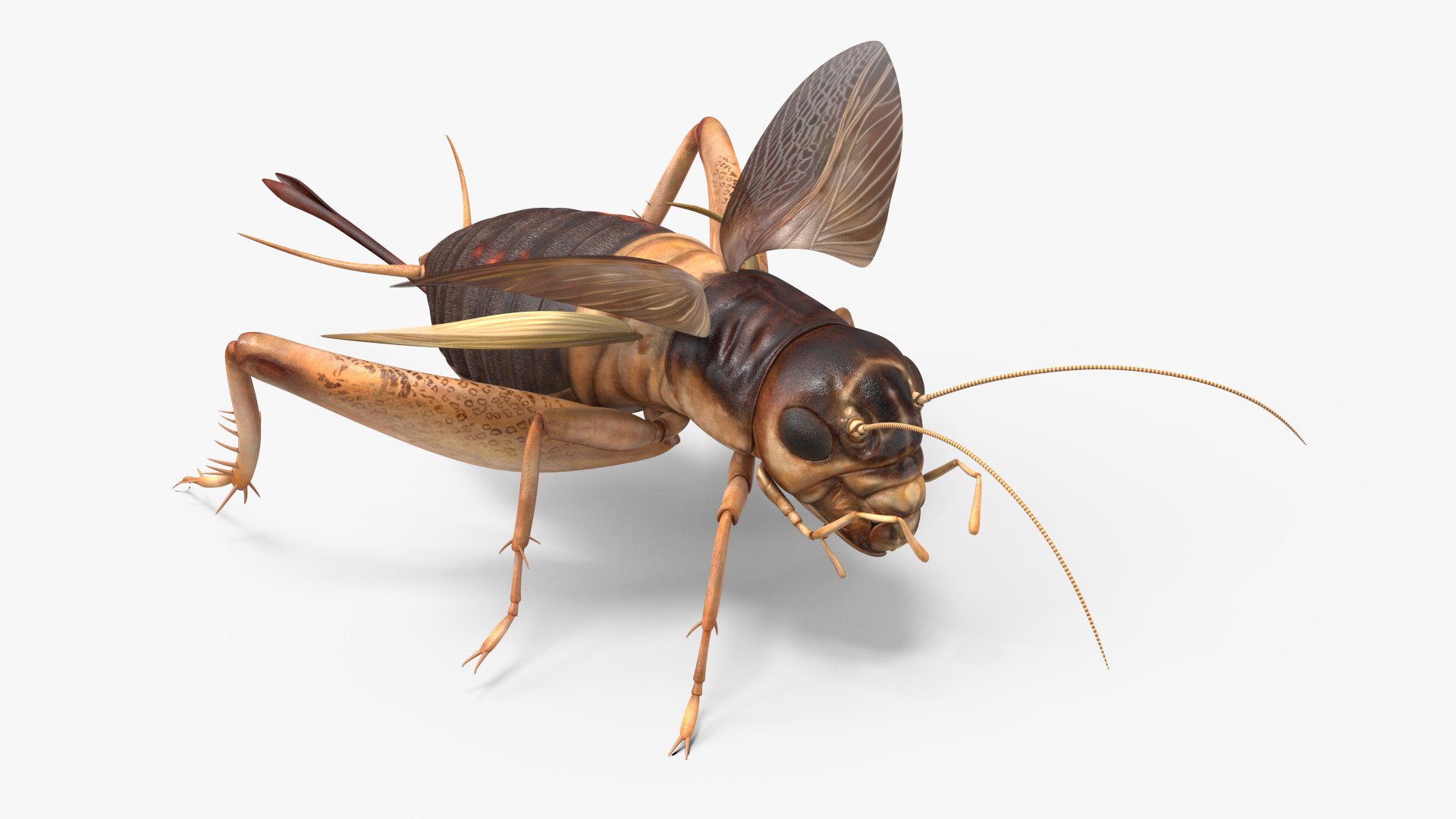 Gryllinae Rigged 3D model preview