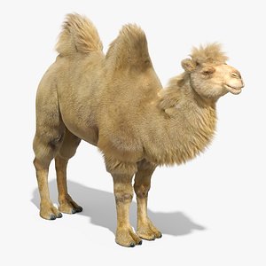 Bactrian Camel Fur Rigged for Maya