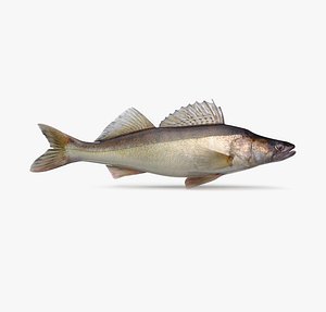 Walleye