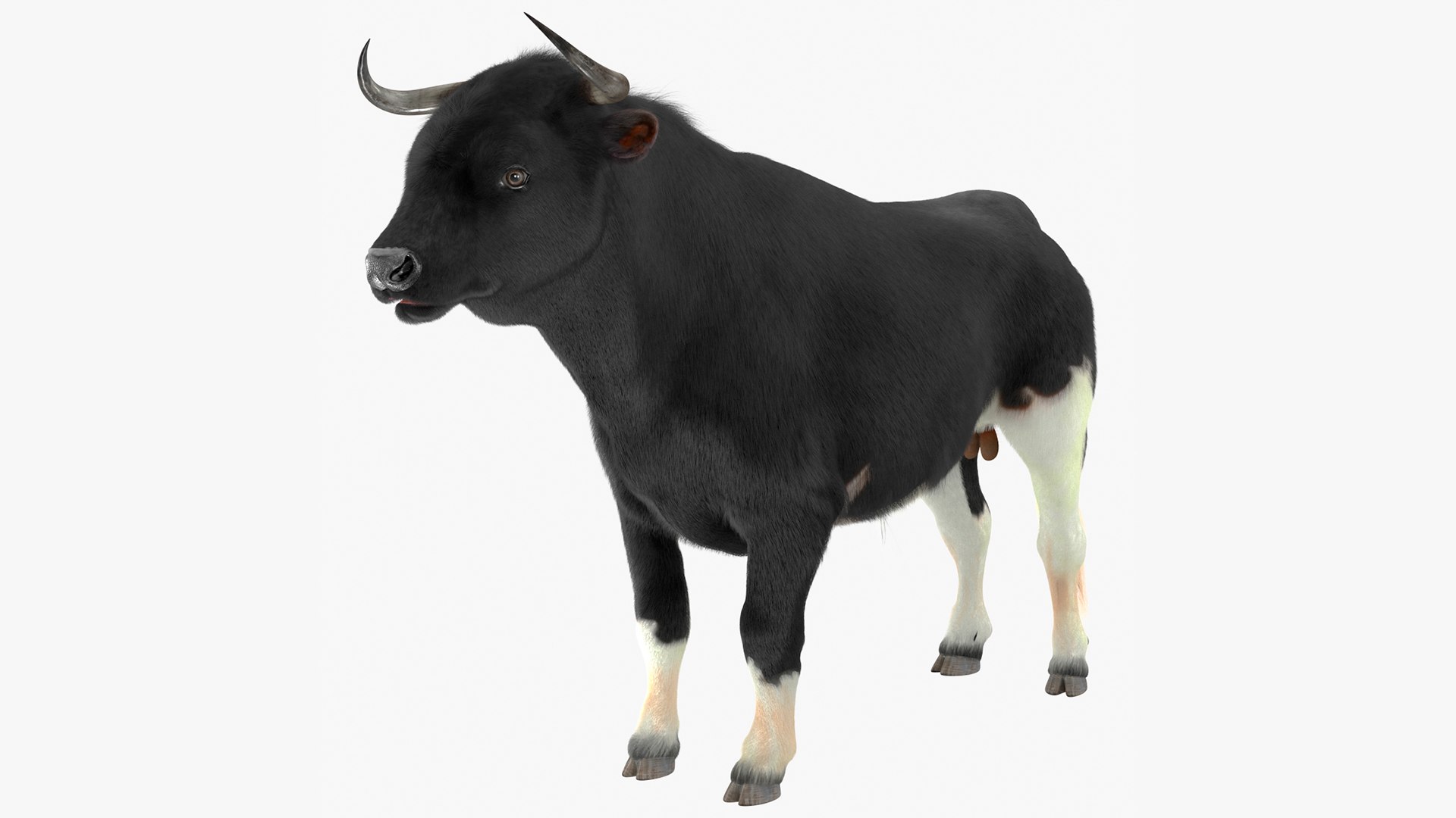 Black Bull Fur 3D model preview