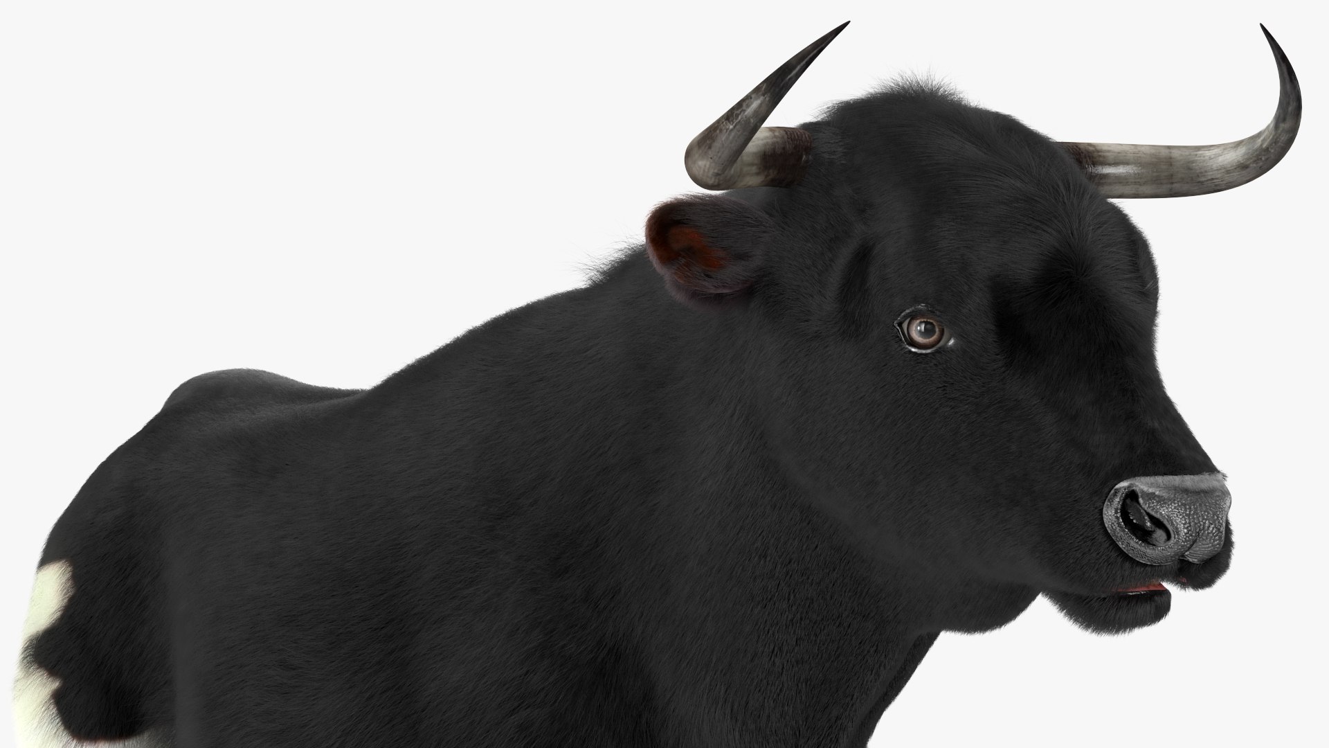 Black Bull Fur 3D - TurboSquid 1984593