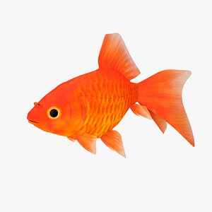 3D gold fish v2 model