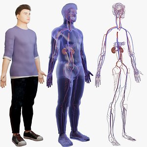 3D Kidneys  vein  artery  adrenal glands  Human organ