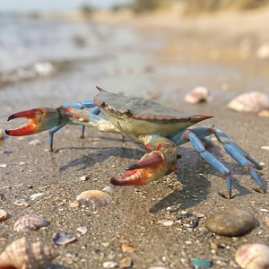 3D model Marine Blue Crab Walk Sideways Animated Rigged For Maya