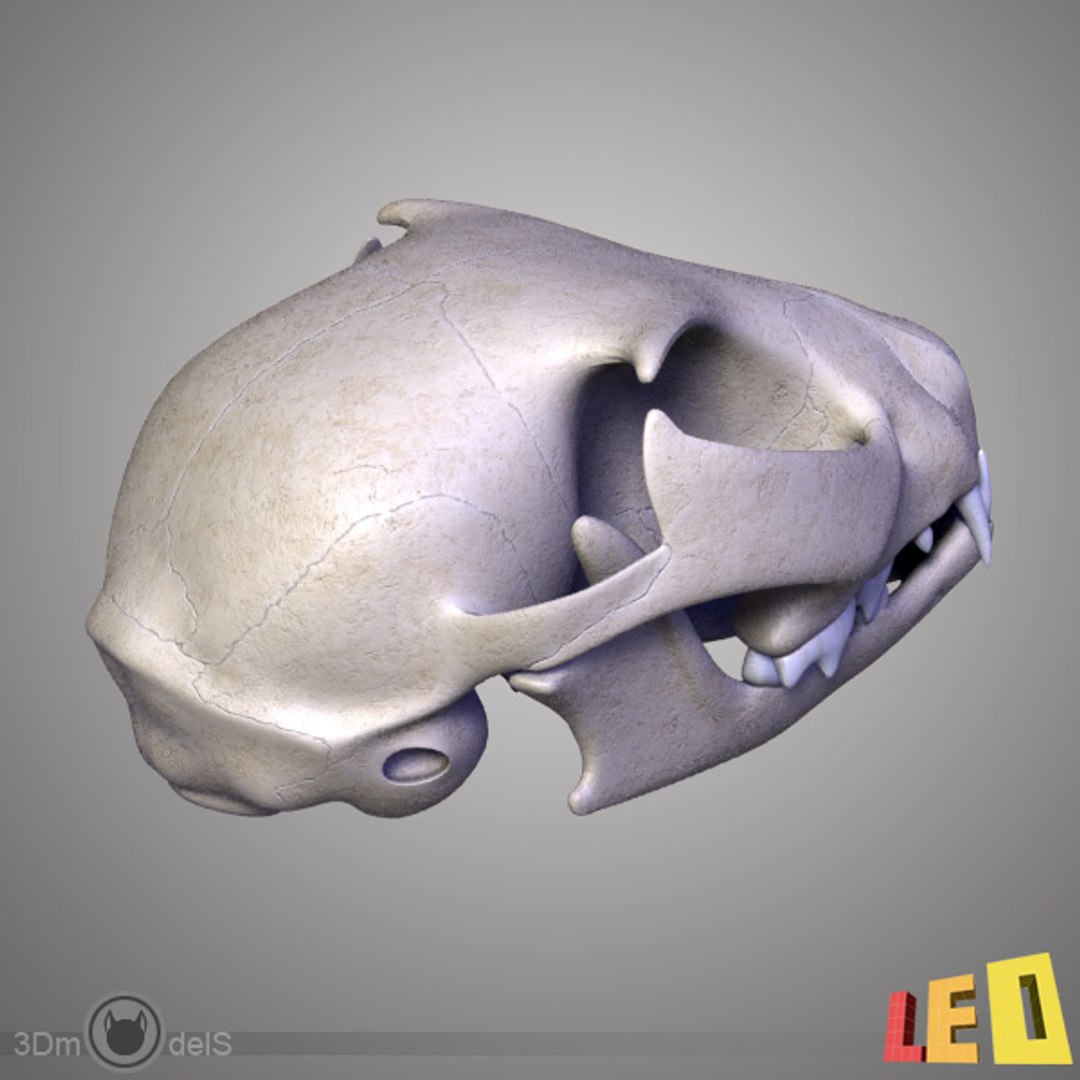 realistic cat skull 1 3d max https://p.turbosquid.com/ts-thumb/9g/FuMSbc/TUUO3k8h/cat_skull_t_09/jpg/1334325036/1920x1080/fit_q87/5a1d49c7dd76333ed022d2417b154c3068390f5a/cat_skull_t_09.jpg