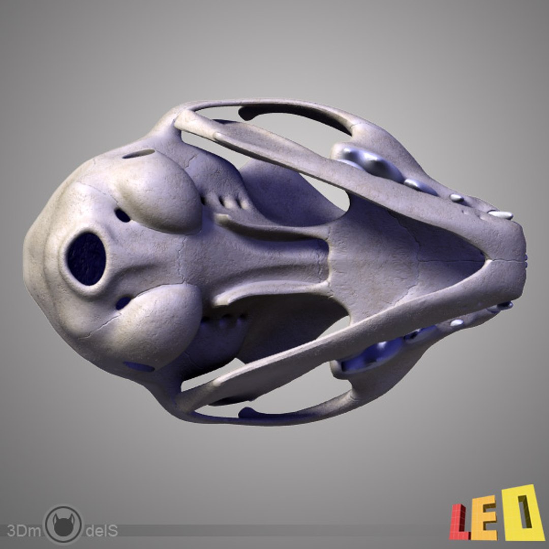realistic cat skull 1 3d max https://p.turbosquid.com/ts-thumb/9g/FuMSbc/Txmqq5Kn/cat_skull_t_07/jpg/1334325036/1920x1080/fit_q87/4a7832bbf655003b00da21098e92fcdc6f2e05ff/cat_skull_t_07.jpg