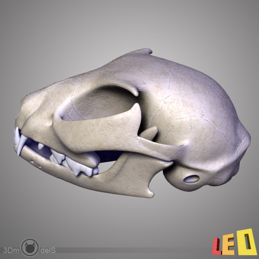 realistic cat skull 1 3d max https://p.turbosquid.com/ts-thumb/9g/FuMSbc/ipU2iyWr/cat_skull_t_01/jpg/1334325036/1920x1080/fit_q87/72b2c1a0e71f661ed517dd890c27fb0b4037923f/cat_skull_t_01.jpg