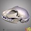 Cat skulls 2 in 1