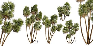 Collection plant vol 559 -  blender - Acoelorrhaphe - Wrightii -  Everglades - palm