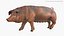 Duroc Swine Livestock Animated Rigged for Blender 3D model