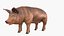 Duroc Swine Livestock Animated Rigged for Blender 3D model