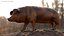 Duroc Swine Livestock Animated Rigged for Blender 3D model