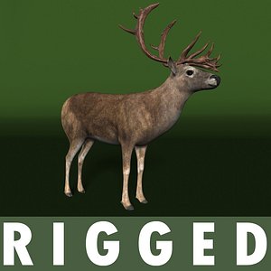 3d deer