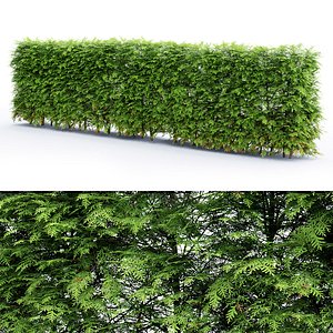 thuja hedge model