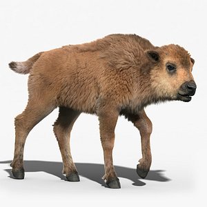 3d model of american bison baby fur