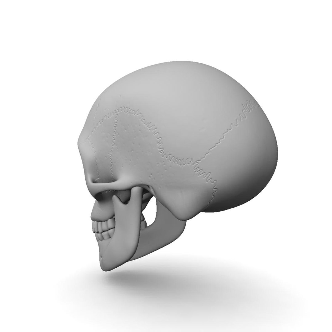 Max Human Skull Head