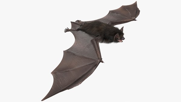 Pele de morcego preto Modelo 3D - TurboSquid 1856508