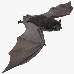 Black Bat Fur 3D model