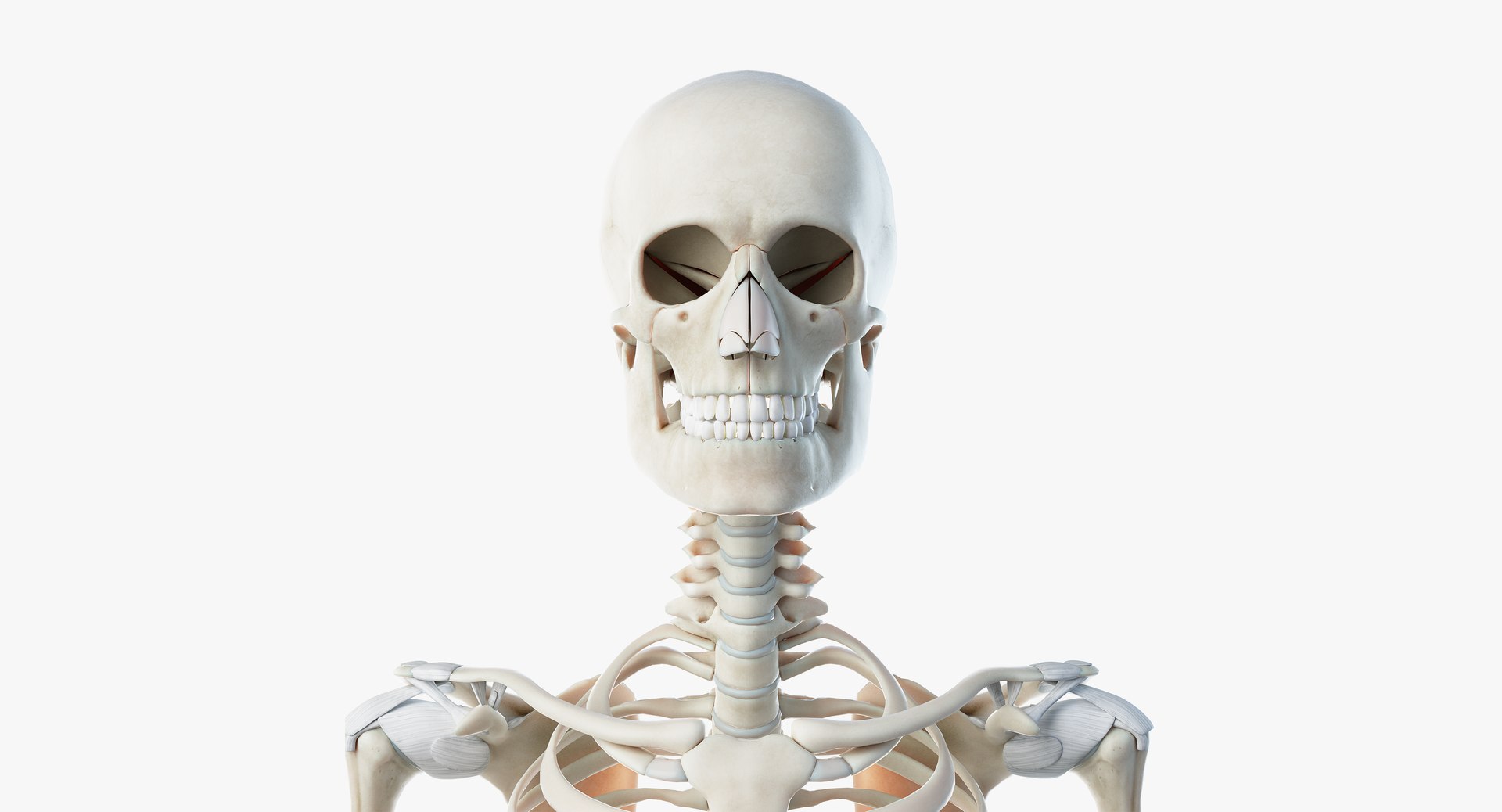 3D skin elder male skeleton https://p.turbosquid.com/ts-thumb/9h/3QtkUx/4OGprx8Q/skeleton04/png/1566464585/1920x1080/fit_q87/5c05bbaa650b7a5091d57fc2a52d616e4387c18b/skeleton04.jpg