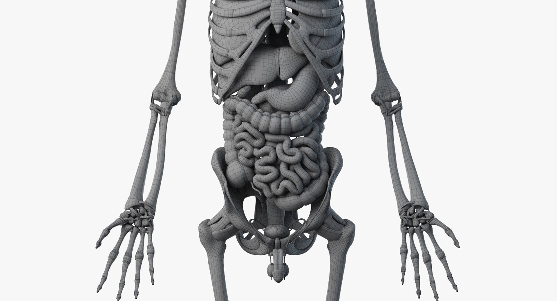 3D skin elder male skeleton https://p.turbosquid.com/ts-thumb/9h/3QtkUx/4eUv4tIG/male_anatomy_skeleton_org_wire0003/jpg/1566465330/1920x1080/fit_q87/e9b727aed9aa1a0410508ff5b21a70213f05f4ad/male_anatomy_skeleton_org_wire0003.jpg