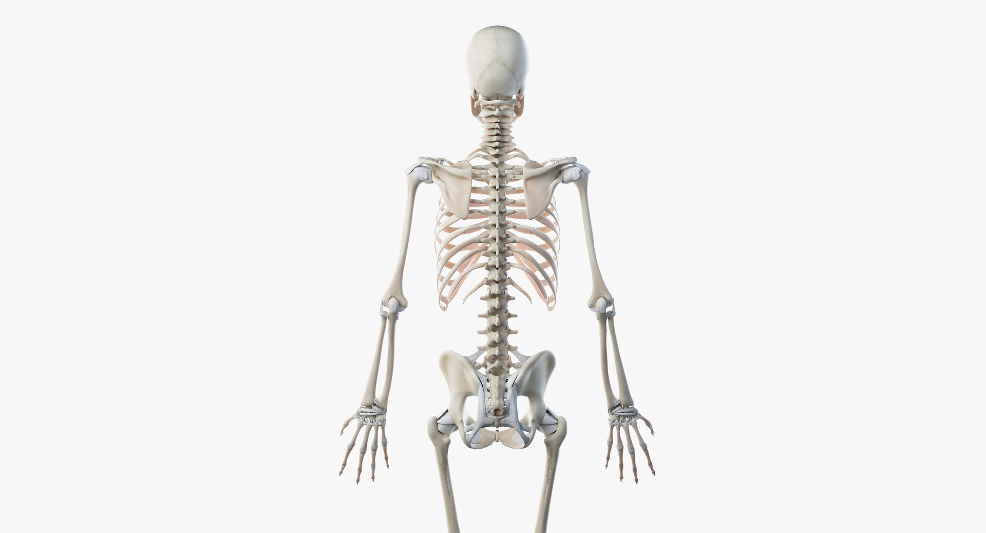 3D skin elder male skeleton https://p.turbosquid.com/ts-thumb/9h/3QtkUx/5yKlmCMT/skeleton08/png/1566464585/1920x1080/fit_q87/02093a33c5140b4d109d3a221af33469e1c4b94b/skeleton08.jpg