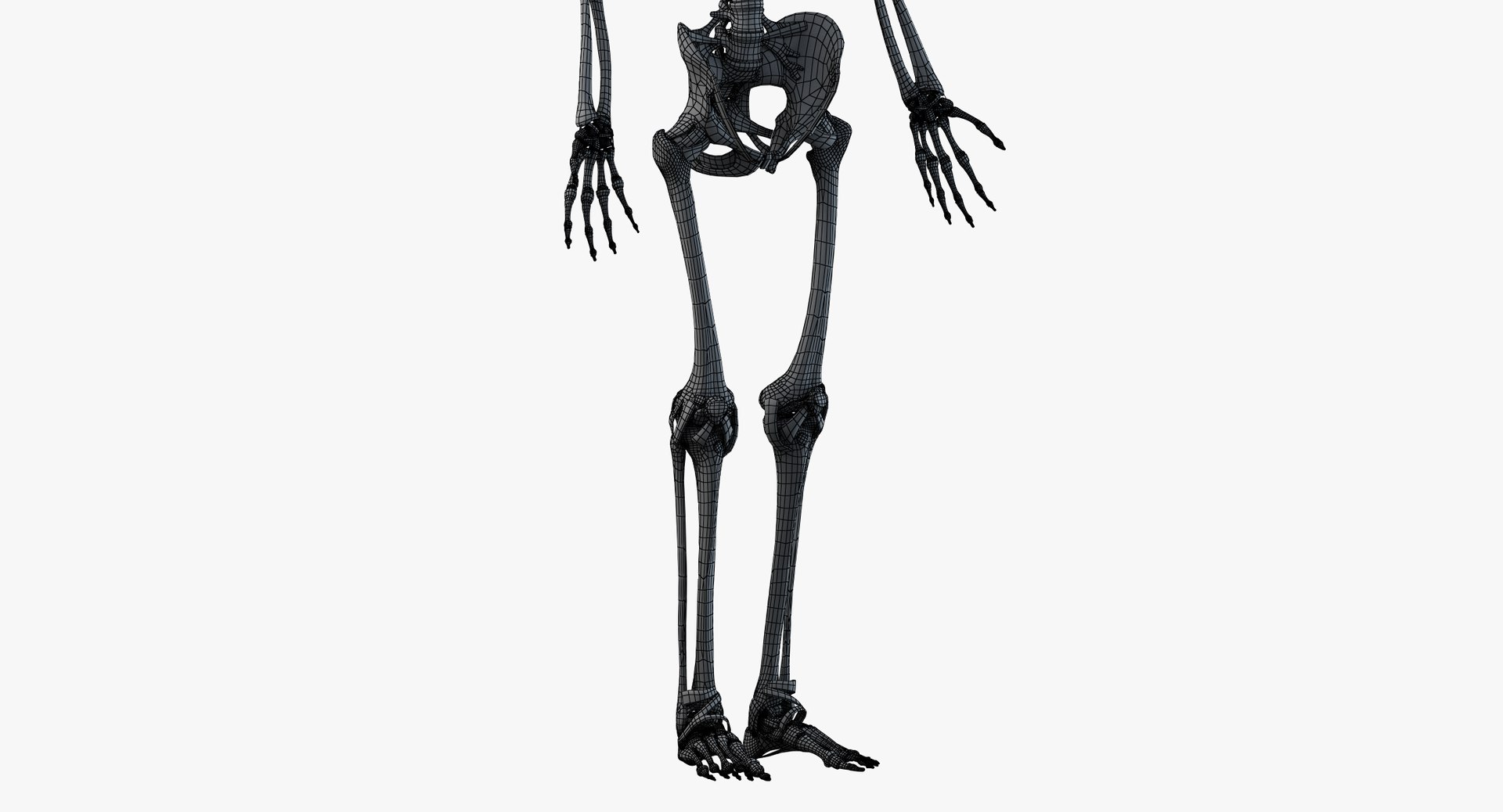3D skin elder male skeleton https://p.turbosquid.com/ts-thumb/9h/3QtkUx/GybzZItF/wire_all_skel0003/png/1566465310/1920x1080/fit_q87/961b48a2065cb192671eaf19a8c9e4f8562ac3b4/wire_all_skel0003.jpg