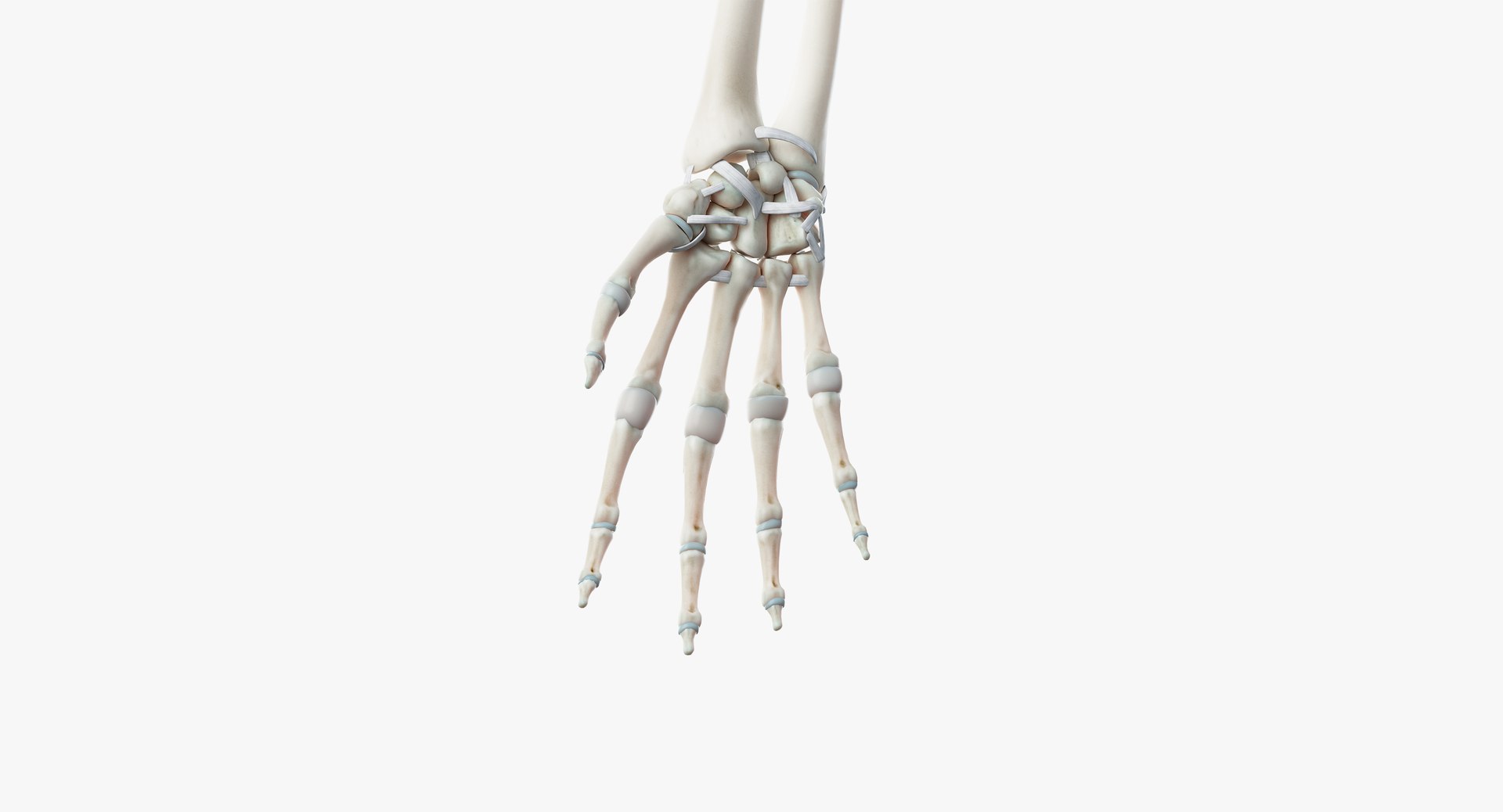 3D skin elder male skeleton https://p.turbosquid.com/ts-thumb/9h/3QtkUx/OD4YM4wj/skeleton10/png/1566464586/1920x1080/fit_q87/ece06fb4a4d11c35c4d0554f754ed1219248c7db/skeleton10.jpg