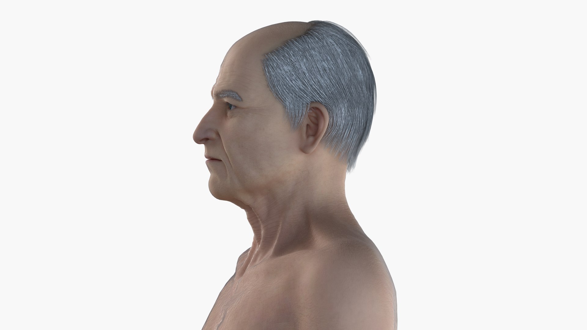 3D skin elder male skeleton https://p.turbosquid.com/ts-thumb/9h/3QtkUx/qWBaM3sh/eldermale_body0002/jpg/1566414295/1920x1080/fit_q87/7e0868c1f9567499005ec0eea2bcc7df9db1520f/eldermale_body0002.jpg