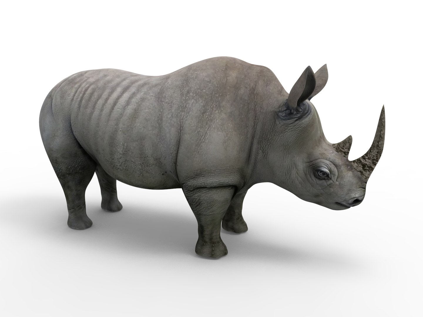 Realistic Rhino Rigged 3D Model - TurboSquid 1265217