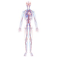 Anatomically Accurate Circulatory System With Heart