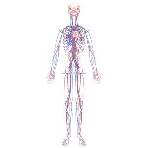 Anatomically Accurate Circulatory System With Heart