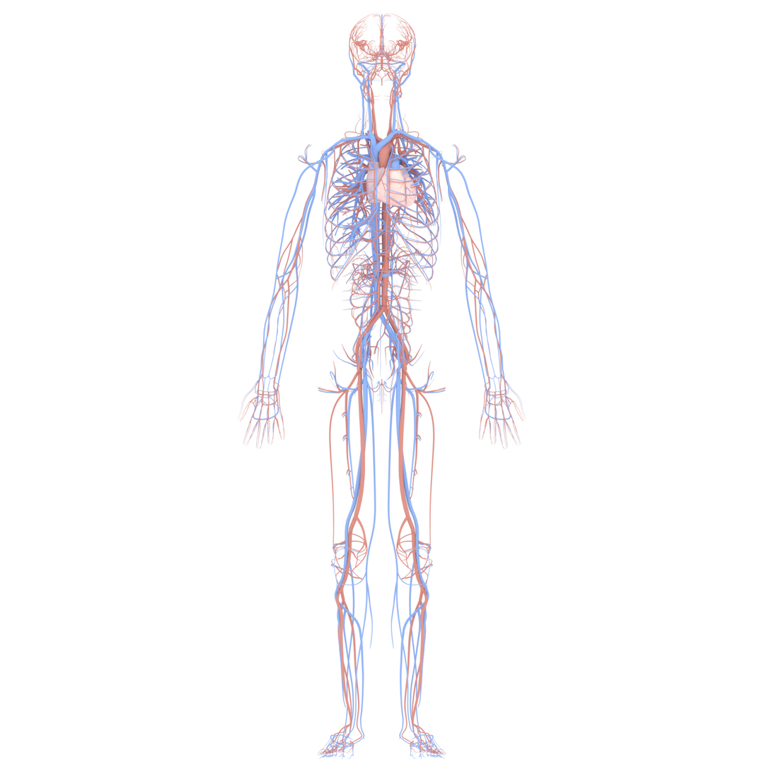 Anatomically Cardiovascular Circulatory Complete 3D Model - TurboSquid ...