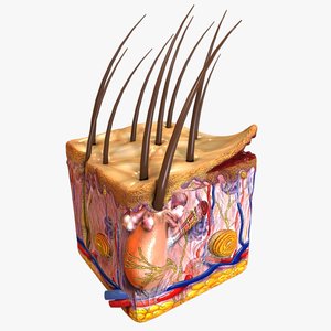 Skin Anatomy