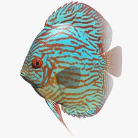 Turquoise discus