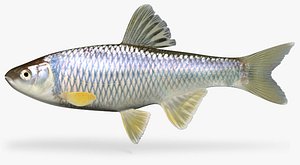 cyprinella spiloptera spotfin shiner 3d model